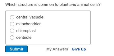 what do plant cells have in common with animal cells