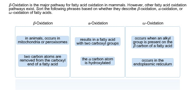 Solved B oxidation is the major pathway for fatty acid Chegg