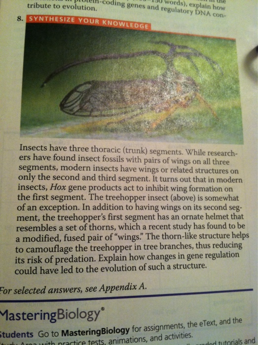 Solved Insects have three thoracic (trunk) segments. While | Chegg.com