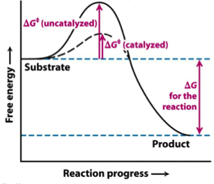 Solved: The Gibbs Free Energy Of Activation (ΔG+)(delta G ... | Chegg.com