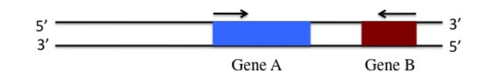 Solved 5) The diagram below shows a portion of a chromsome | Chegg.com