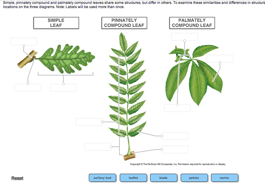 Solved: Simple, Pinnately Compound And Palmately Compound ... | Chegg.com
