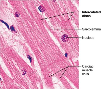 Cardiac Muscle Slide