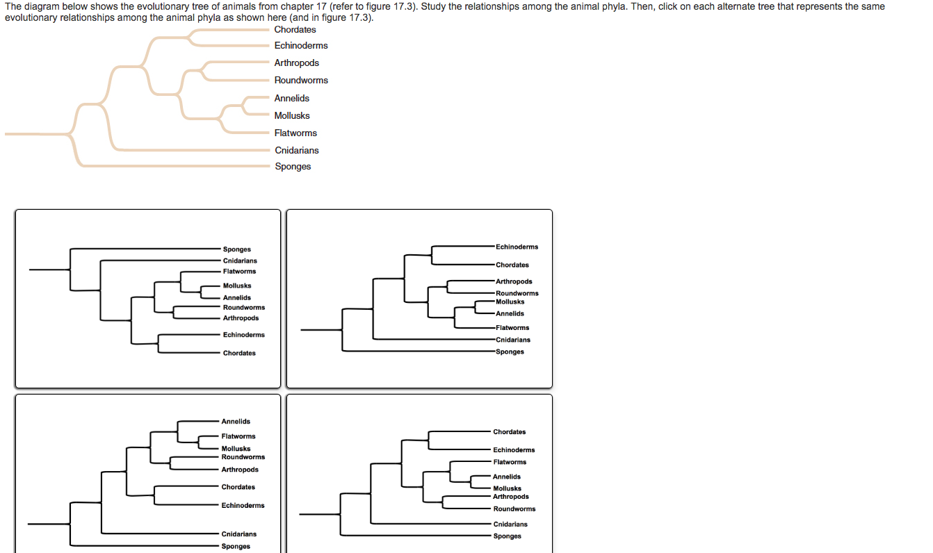 Evolutionary Tree Diagram