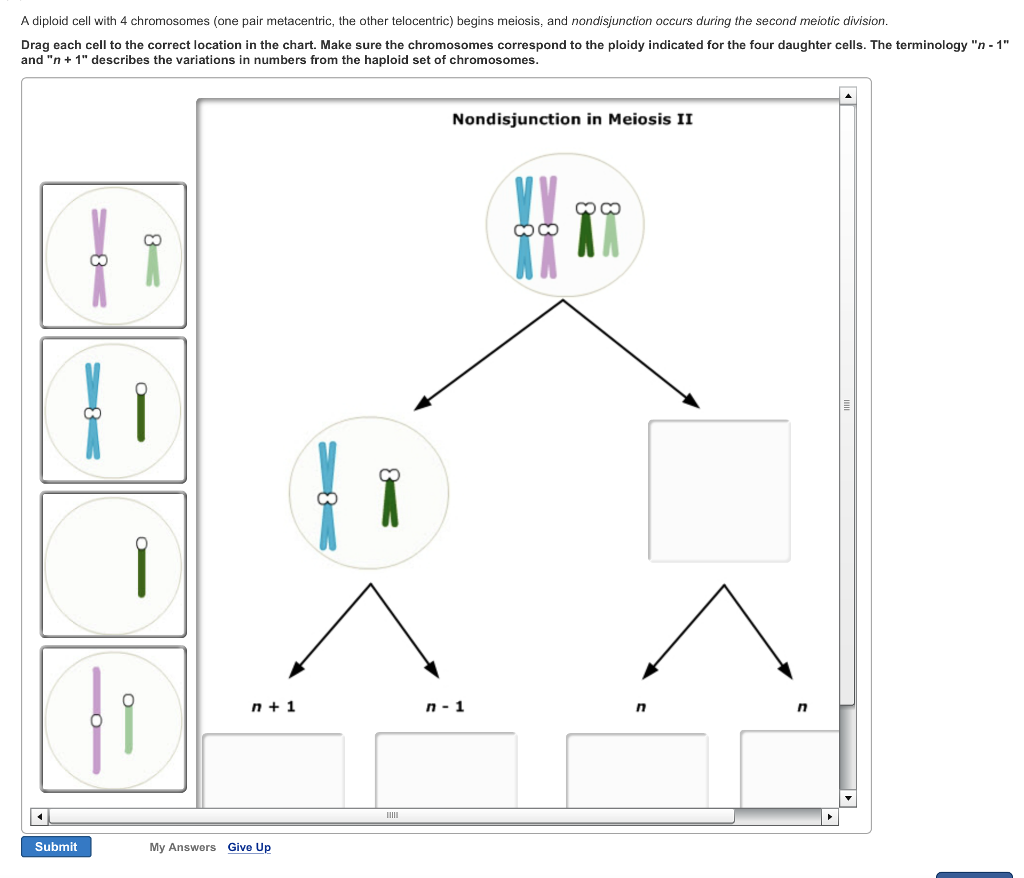 Solved A Diploid Cell With 4 Chromosomes (one Pair Metace...