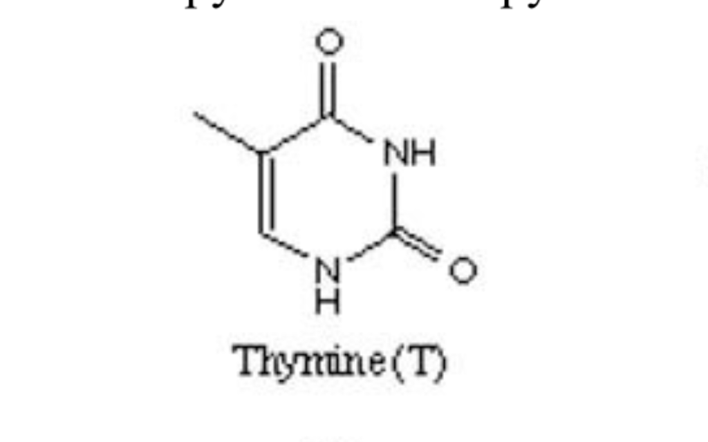 Solved NH Thymine(T)