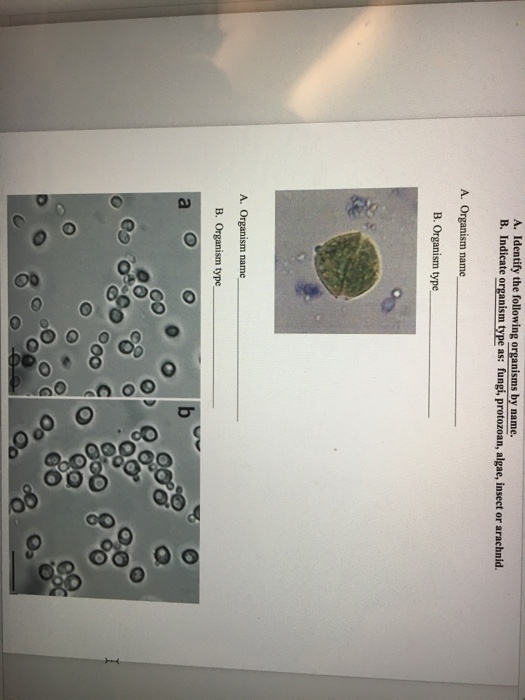 Solved Identify The Following Organisms By Name. B. | Chegg.com