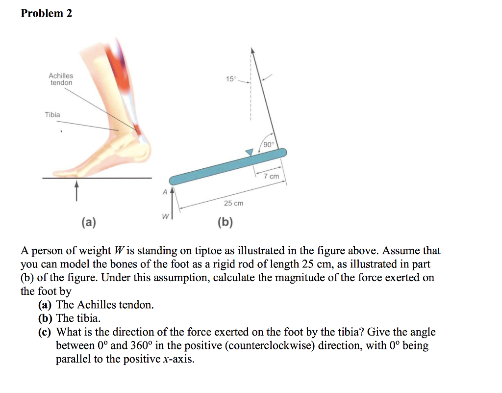 Solved Problem 2 Achilles Tendon 15 Tibia 90° 7 Cm 25 Cm A