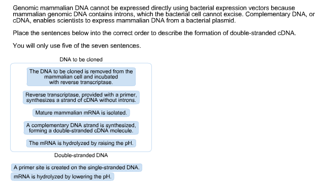 Solved Genomic mammalian DNA cannot be expressed directly Chegg