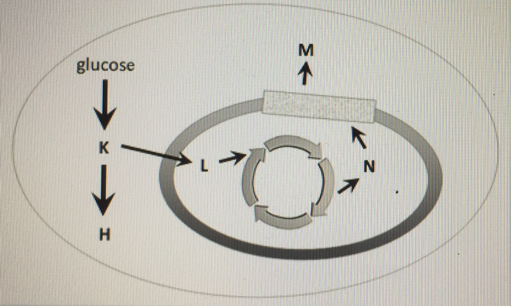 solved-1-consider-the-schematic-shown-of-the-catabolism-of-chegg