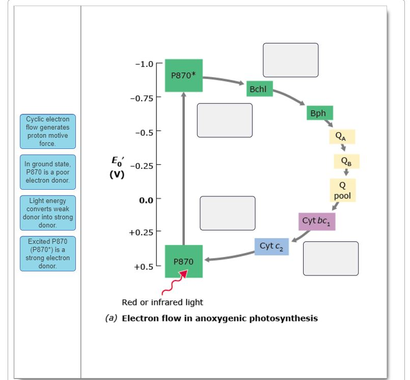 Solved (a) Electron flow in anoxygenic photosynthesis