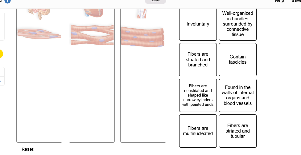 Solved: Body Temperature Homeostasis Circulatory System Ho... | Chegg.com