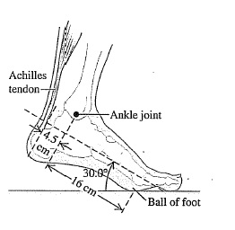 Solved A 77-kg person standing is standing on one foot on a | Chegg.com