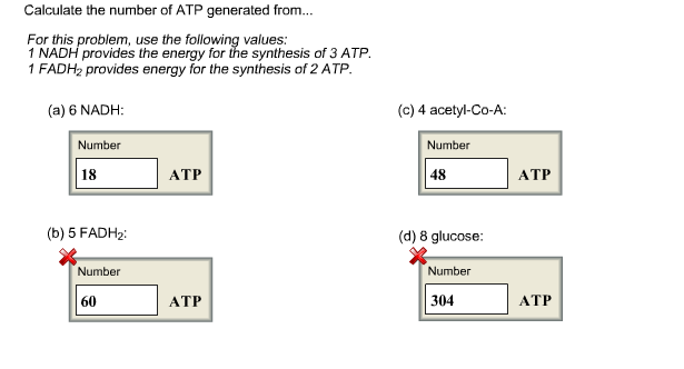 Solved Calculate the number of ATP generated from... For | Chegg.com