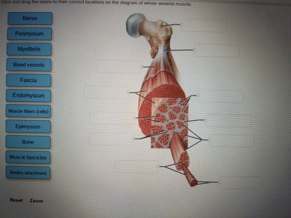 Skeletal Muscle Diagram - Diagram Media