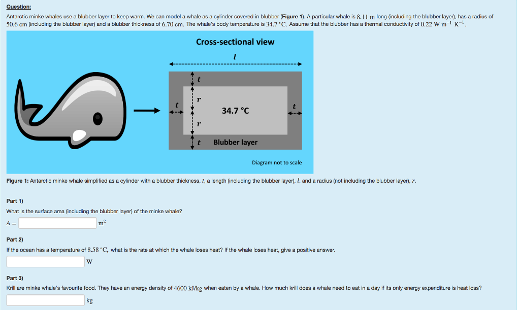 Solved on: Antarctic minke whales use a blubber layer to | Chegg.com
