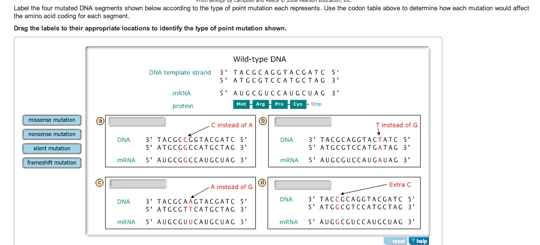 Solved Label The Four Mutated Dna Segments Shown Below