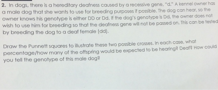 Solved In dogs, there is a hereditary deafness caused by a | Chegg.com
