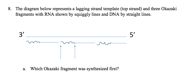 An Okazaki Fragment Has Which Of The Following Arrangements
