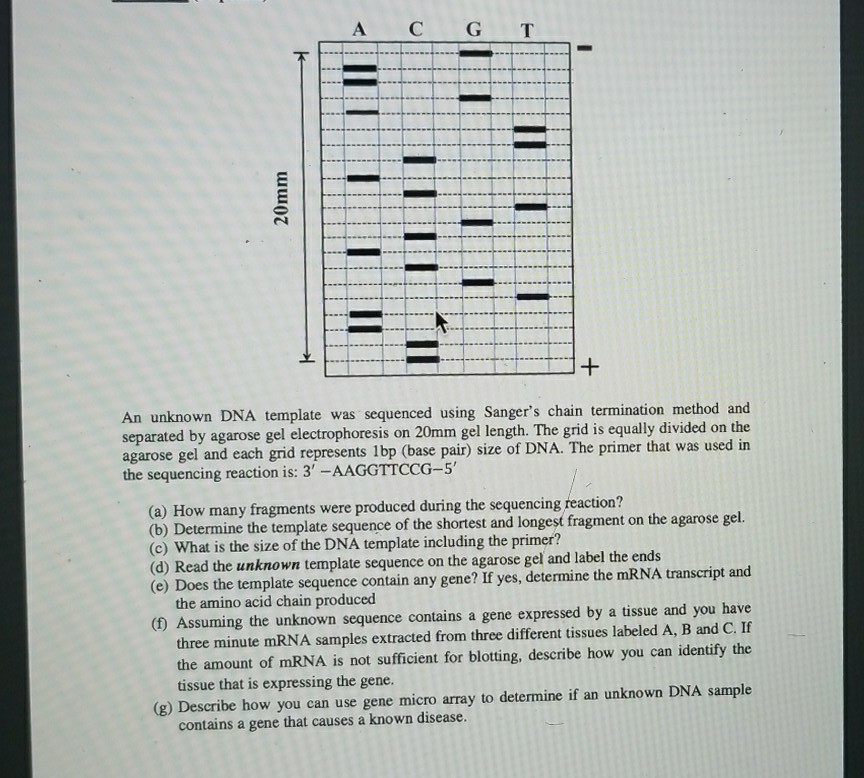Solved A C G T An unknown DNA template was sequenced using | Chegg.com