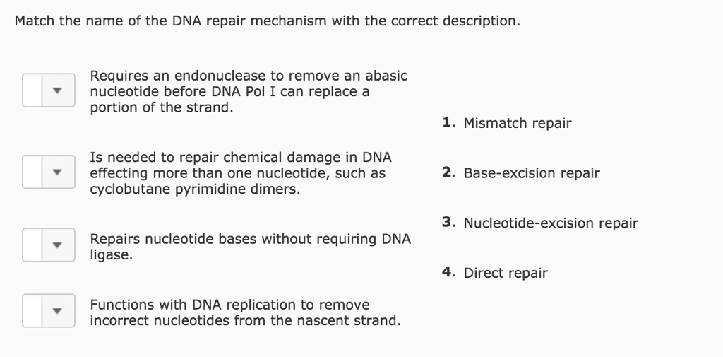 Solved Match the name of the DNA repair mechanism with the | Chegg.com