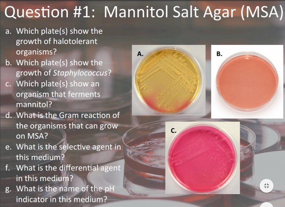 Mannitol Salt Agar