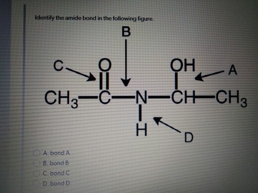 Solved Identify the amide bond in the following figure. OH A | Chegg.com