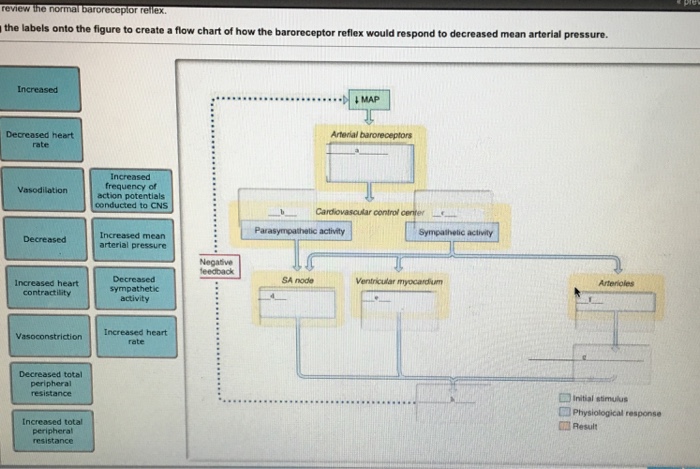 Solved the labels onto the figure to create a flow chart of | Chegg.com