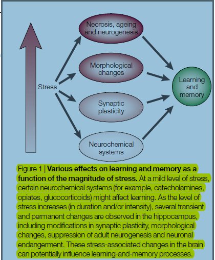 Solved Various effects on learning and memory as a | Chegg.com