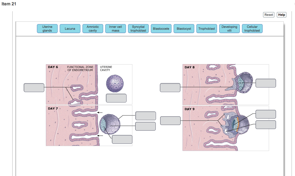 Solved Item 21 Reset Help Uterine ands Inner cell Syncytial | Chegg.com