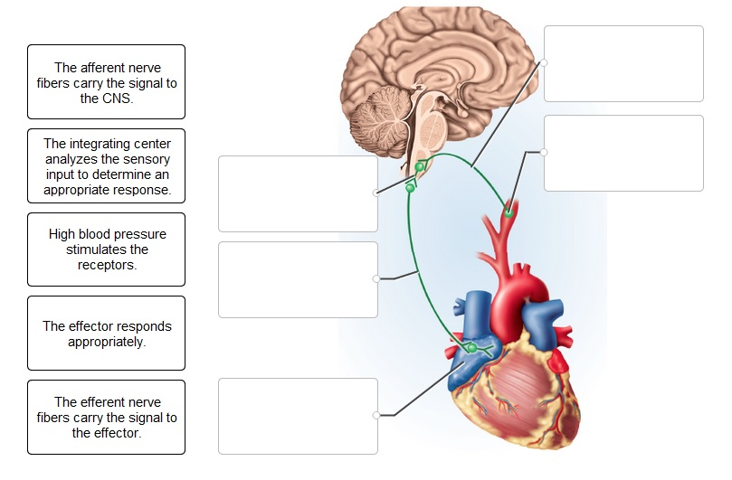 Drag The Labels Onto The Diagram To Identify The Components Of Visceral ...