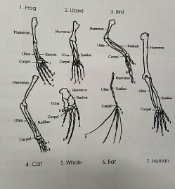 Solved Which Of The Following Organisms Share Homology In 