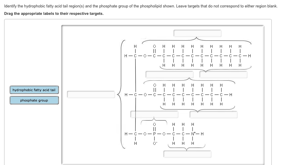 Solved Identify the hydrophobic fatty acid tail region(s)
