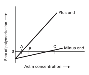 Actin Filaments A Concise Overview For Students And Scientists - dt3lzif