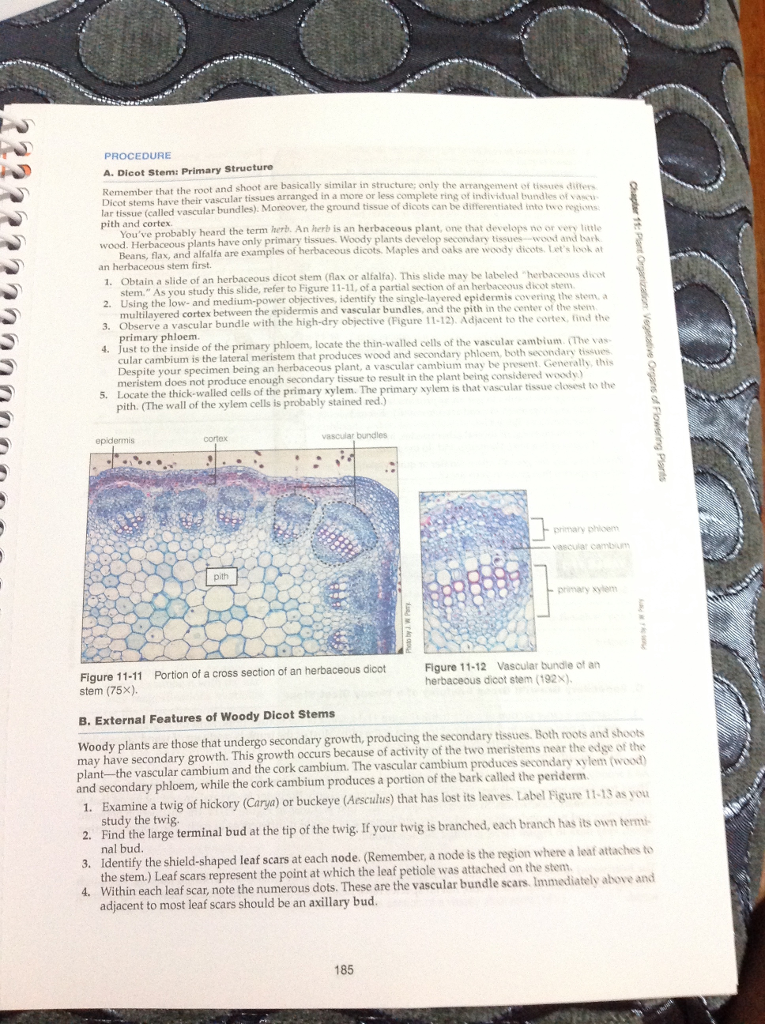 Solved C. Monocot Root Anatomy Now That You Have An 