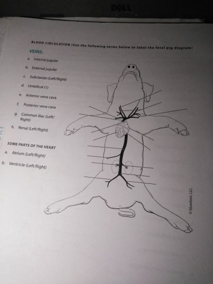 solved-oratory-fetal-pig-dissection-questions-pre-lab-chegg