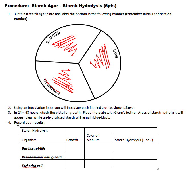 Solved Procedure Starch Agar Starch Hydrolysis (5pts)
