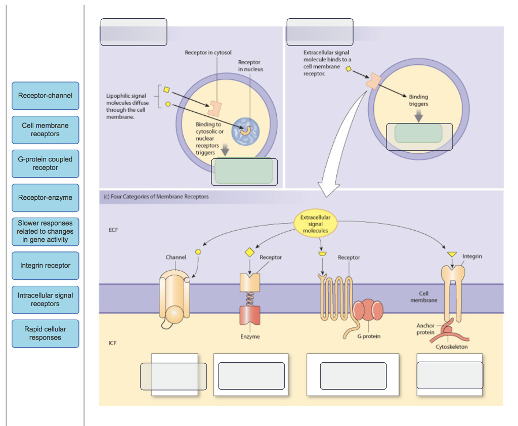 [DIAGRAM] Phospholipid Bilayer Cytosol Cell Diagram - MYDIAGRAM.ONLINE