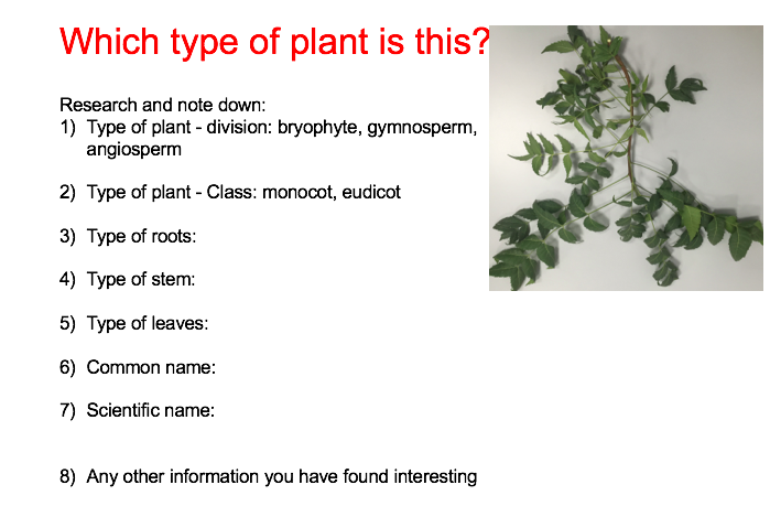 Monocot Plants And Their Scientific Names