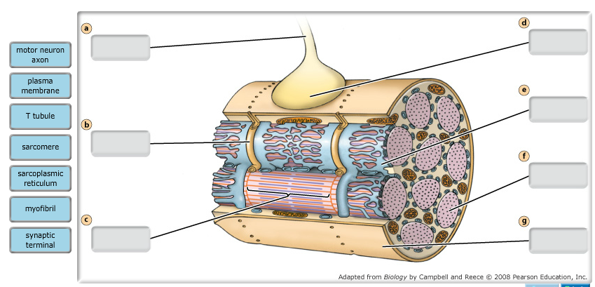 Solved Each muscle cell is in contact with a single motor | Chegg.com