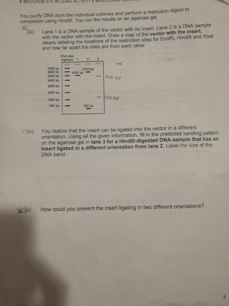 Solved B BIO/CHEM CLAss ACTIVITY 6 MOLECULAR ULUlul U. 375 | Chegg.com