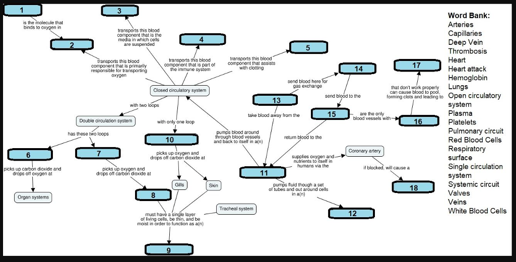 Concept Map Pulmonary And Systemic Circulations Answers