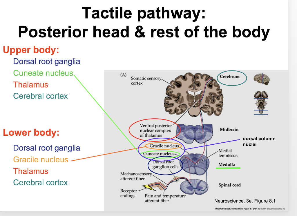 Solved This is a neuroscience question. what i understand | Chegg.com