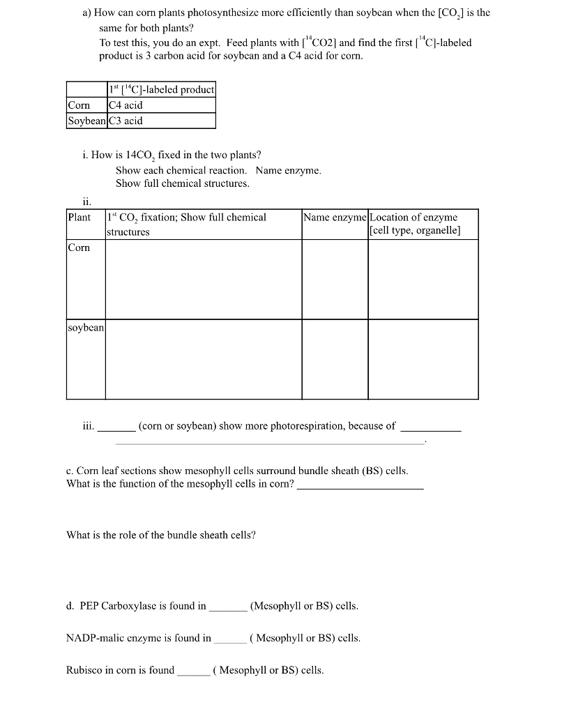 Solved a) How can corn plants photosynthesize more | Chegg.com