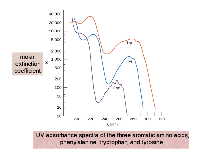 All proteins absorb light. The peptide bond has a