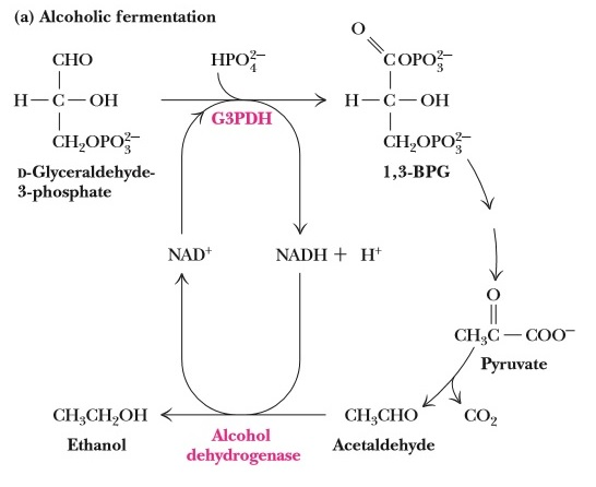 Solved A biochemist studying glycolysis adds glucose with a | Chegg.com