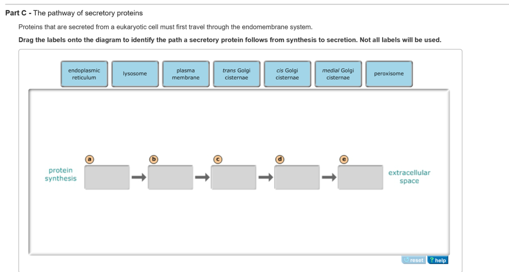 solved-the-pathway-of-secretory-proteins-proteins-that-ar-chegg