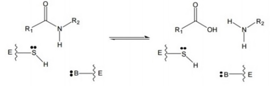 Solved You discover a new cysteine protease similar to | Chegg.com