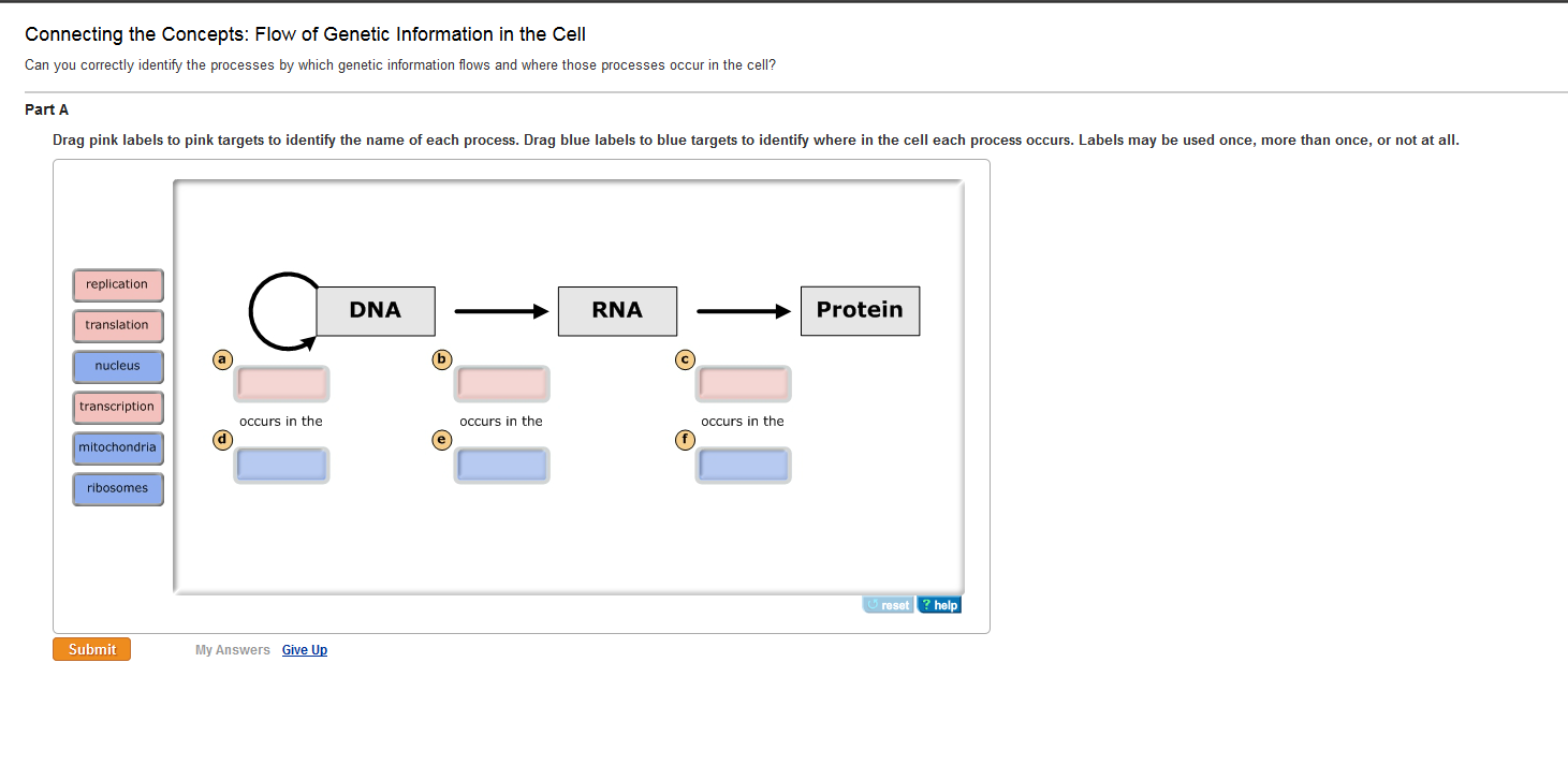 Solved Connecting the Concepts: Flow of Genetic Information | Chegg.com