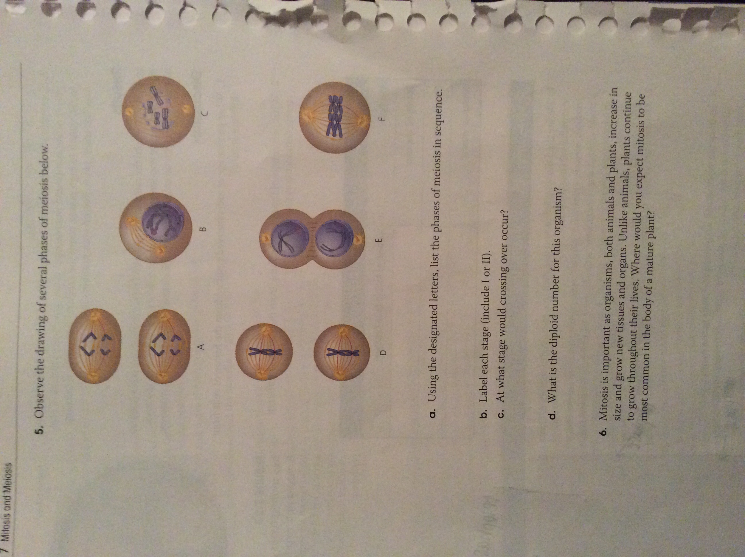 Solved Observe the drawing of several phases of meiosis | Chegg.com
